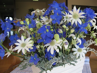 今週のお花【フランネルフラワー、オーシャンブルー、グリーンラベル、ダスティーミラー】