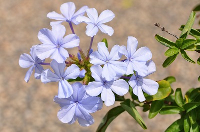 テラスにて　【ルリマツリ】