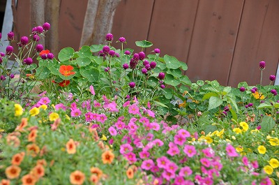 厩舎横花壇も花々でいっぱいです＾＾