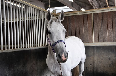 最近、藤沢乗馬クラブに来てばかりの芦毛のシルフィーをよろしくお願いします＾＾