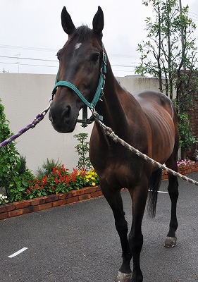 最近、藤沢乗馬クラブへ仲間入りしました＊障害及び馬場で活躍中です！！ 